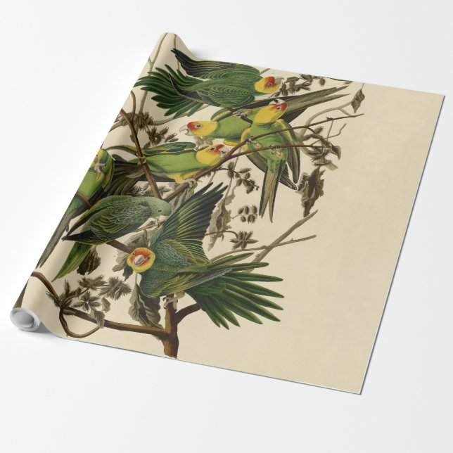 illustration av Audubon Carolina Parrot Bird Presentpapper (Utrullad)