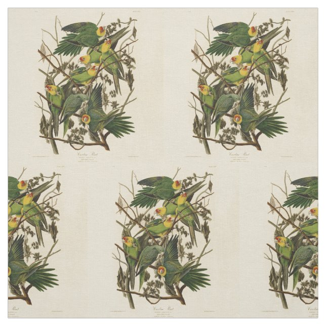 illustration av Audubon Carolina Parrot Bird Tyg (Provkarta)