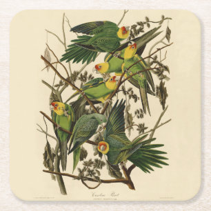 illustration av Audubon Carolina Parrot Bird Underlägg Papper Kvadrat