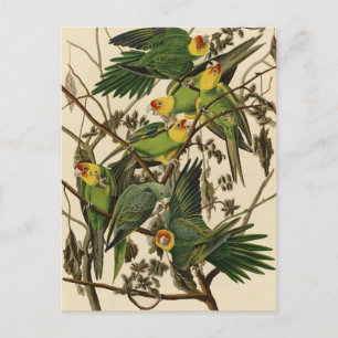 illustration av Audubon Carolina Parrot Bird Vykort