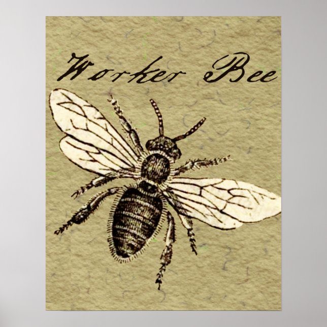 Illustration av Bee-Insekt för arbetare Poster (Framsidan)