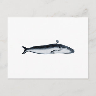 Illustration av blå val (spottning) vykort