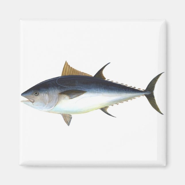 illustration av blåfenad tonfisk magnet (Framsidan)