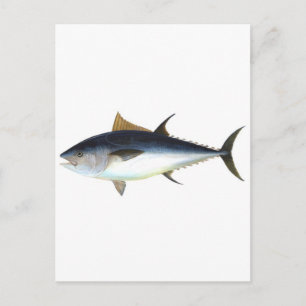 illustration av blåfenad tonfisk vykort