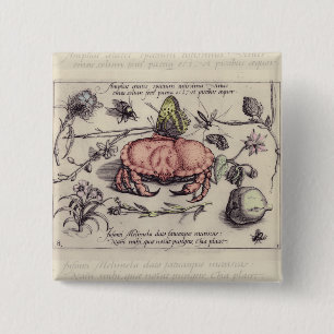 Illustration av blomning från krabbbotaniska Insek Knapp