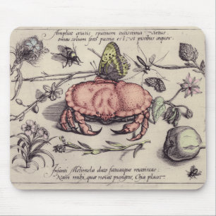 Illustration av blomning från krabbbotaniska Insek Musmatta