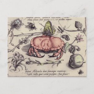 Illustration av blomning från krabbbotaniska Insek Vykort