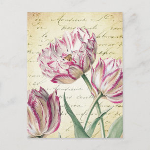 Illustration av botanisk Rosa och vit tulpanolja Vykort