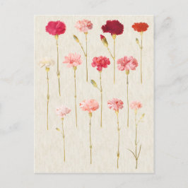 Illustration av botaniska nejlikor i vintage vykort