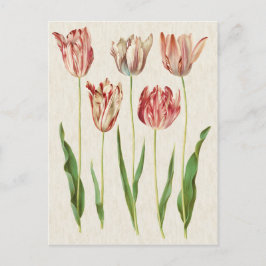 Illustration av botaniska tuliper i vintage vykort
