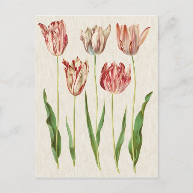Illustration av botaniska tuliper i vintage vykort (Framsida)