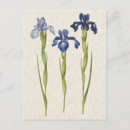 Illustration av botaniskt blått ris i vintage vykort