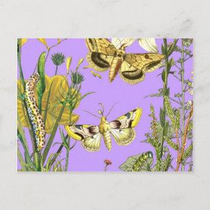 Illustration av botaniskt fjäril-blommigt vykort