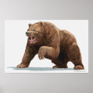 Illustration av brunbjörn poster