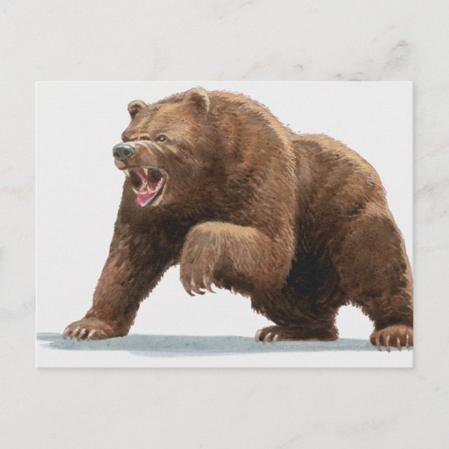Illustration av brunbjörn vykort (Framsida)
