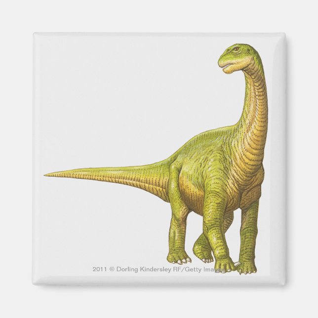 Illustration av Camarasaurus Magnet (Framsidan)