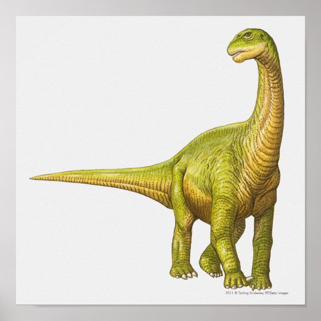 Illustration av Camarasaurus Poster (Framsidan)