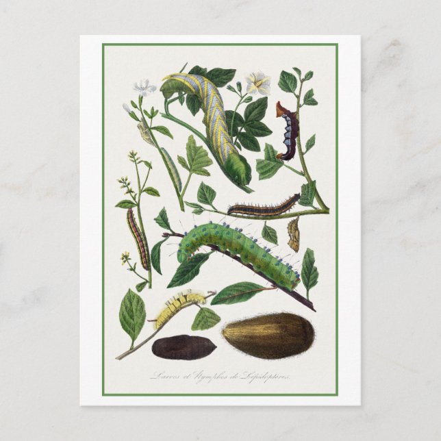 Illustration av den antika vattenpelaren vykort (Framsida)