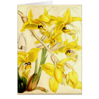 Illustration av den Stanhopea wardiien Hälsningskort