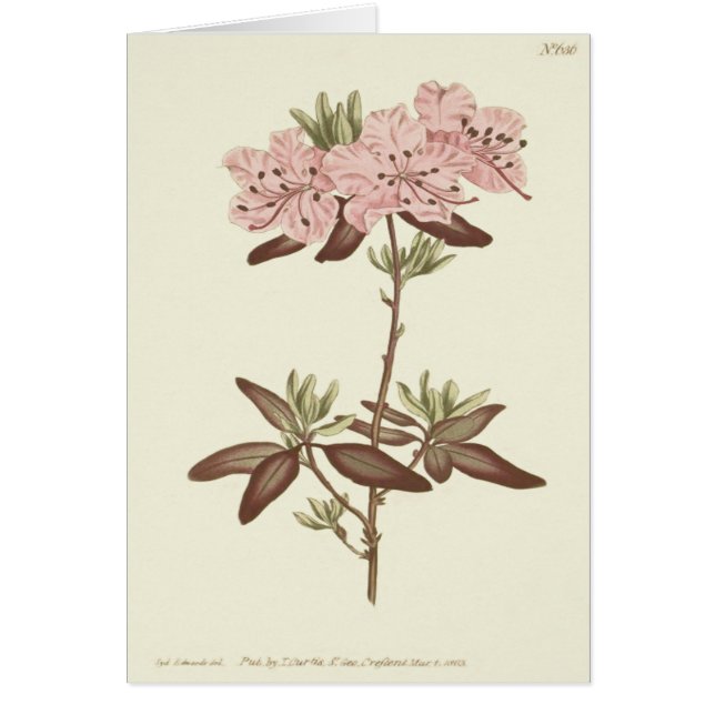 Illustration av doktad, avgiven Rhododendron Hälsningskort (Framsidan)