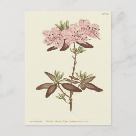 Illustration av doktad, avgiven Rhododendron Vykort