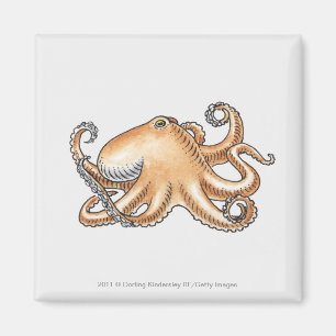 Illustration av en bläckfisk magnet