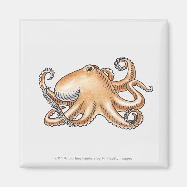 Illustration av en bläckfisk magnet (Framsidan)