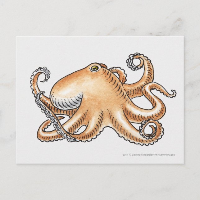 Illustration av en bläckfisk vykort (Framsida)