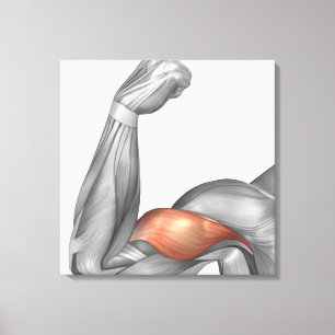 Illustration av en böjd armvisningBicep Canvastryck