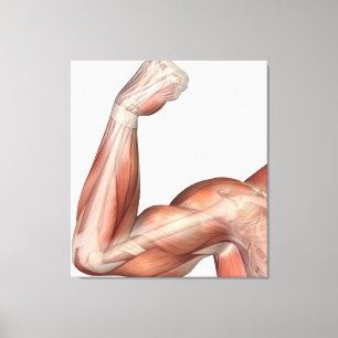 Illustration av en böjd Bicep för Canvastryck