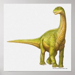 Illustration av en Camarasaurus Poster