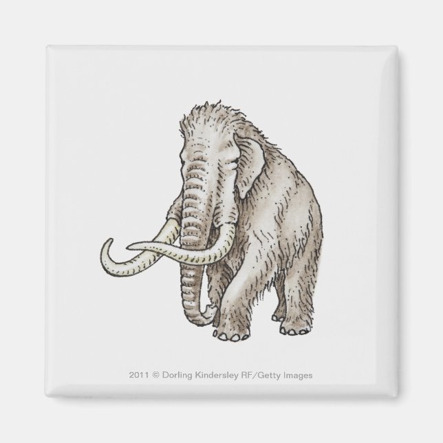 Illustration av en mammot magnet (Framsidan)