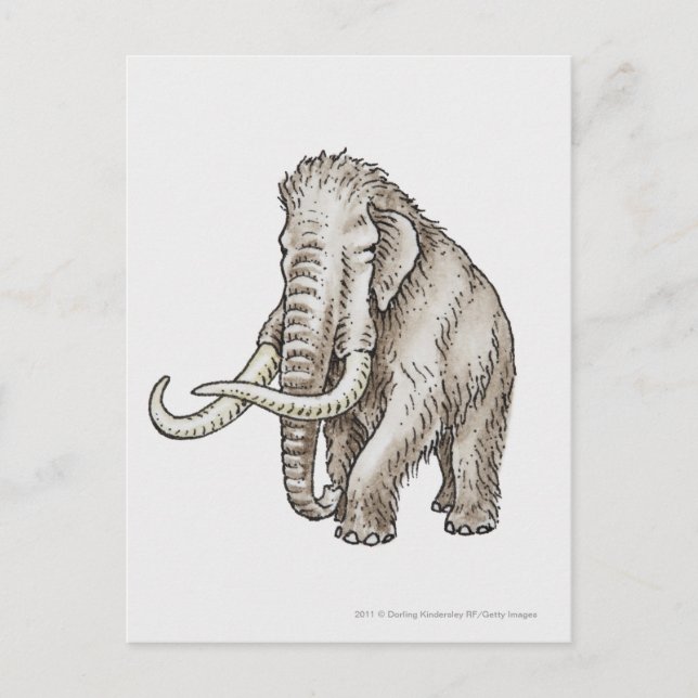 Illustration av en mammot vykort (Framsida)
