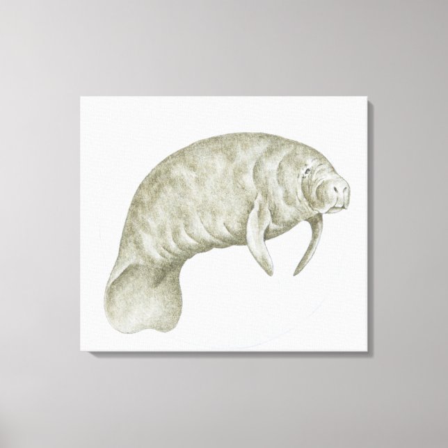 Illustration av en Manatee (Trichechus sp.) Canvastryck (Framsida)