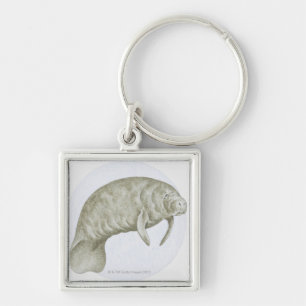 Illustration av en Manatee (Trichechus sp.) Fyrkantig Silverfärgad Nyckelring