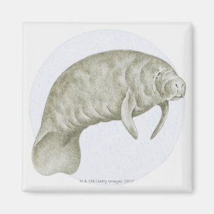 Illustration av en Manatee (Trichechus sp.) Magnet