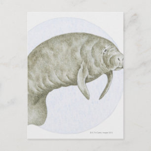 Illustration av en Manatee (Trichechus sp.) Vykort