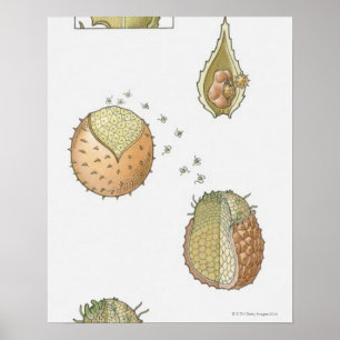 Illustration av en Selaginellas livscykel Poster