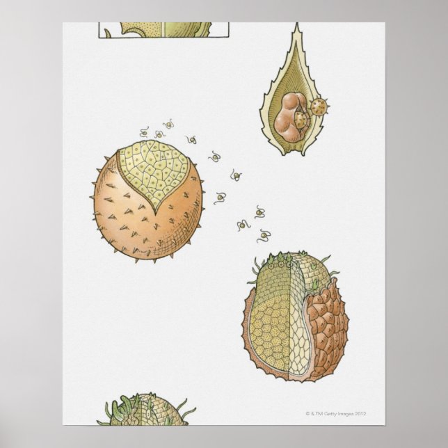 Illustration av en Selaginellas livscykel Poster (Framsidan)