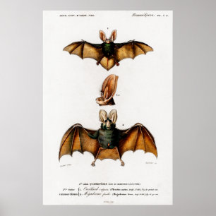 illustration av en vintage av ett Plecotus Poster