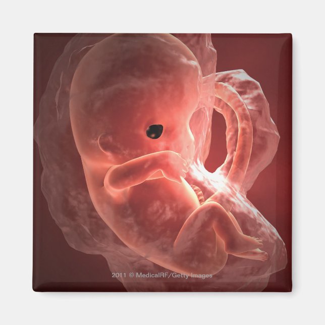 Illustration av ett embryo under utveckling magnet (Framsidan)