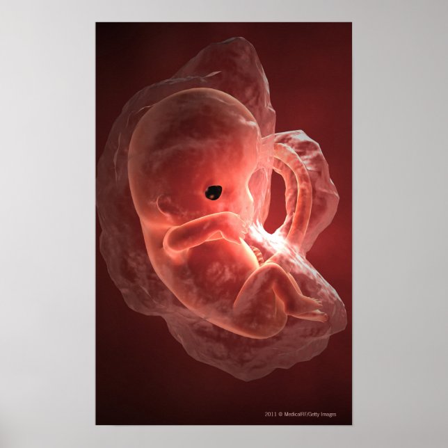 Illustration av ett embryo under utveckling poster (Framsidan)