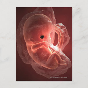 Illustration av ett embryo under utveckling vykort