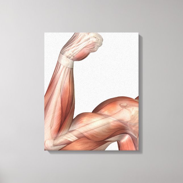 Illustration av ett flexat Arm som visar humant bi Canvastryck (Framsida)