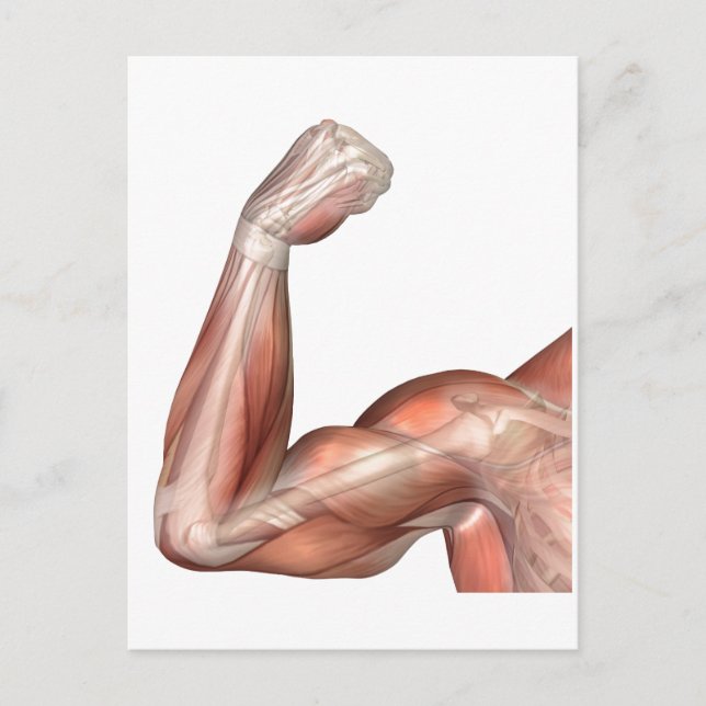 Illustration av ett flexat Arm som visar humant bi Vykort (Framsida)
