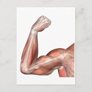 Illustration av ett flexat Arm som visar humant bi Vykort