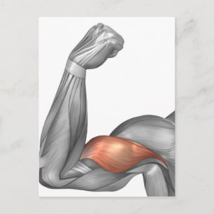 Illustration av ett flytande Arm som visar biff Vykort