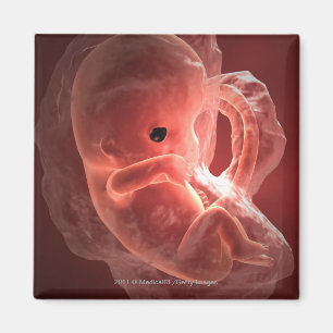 Illustration av ett framkallande embryo magnet