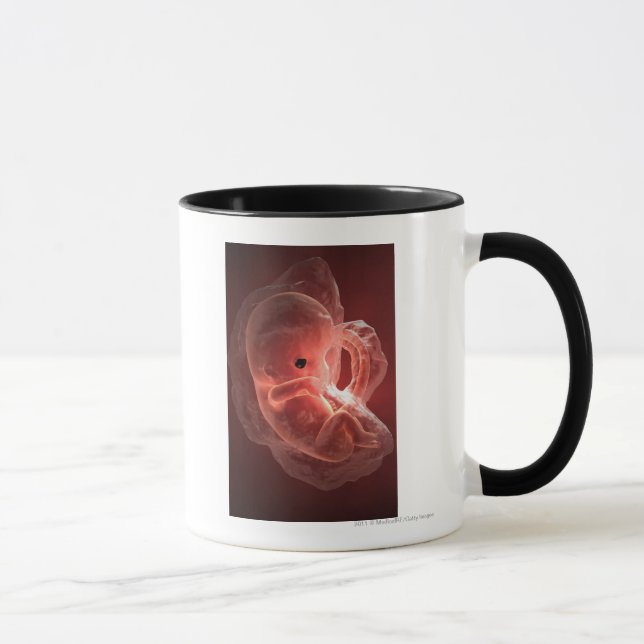 Illustration av ett framkallande embryo mugg (Höger)