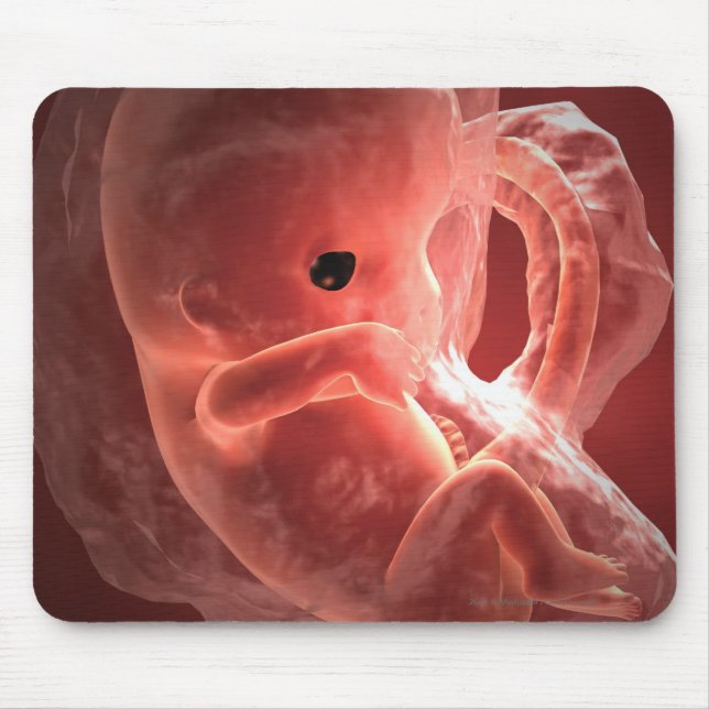 Illustration av ett framkallande embryo musmatta (Framsidan)